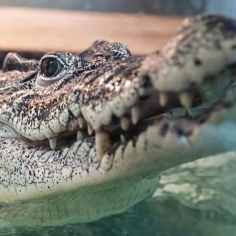 Спасают крокодила Кузю: он 24 года жил в магазине сантехники