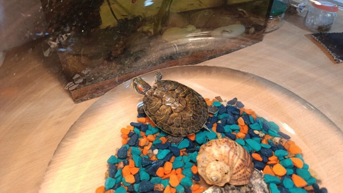 «Будет талисманом нашего ЖК»: черепаху смыли в унитаз, но она выжила и стала питомцем коммунальщиков