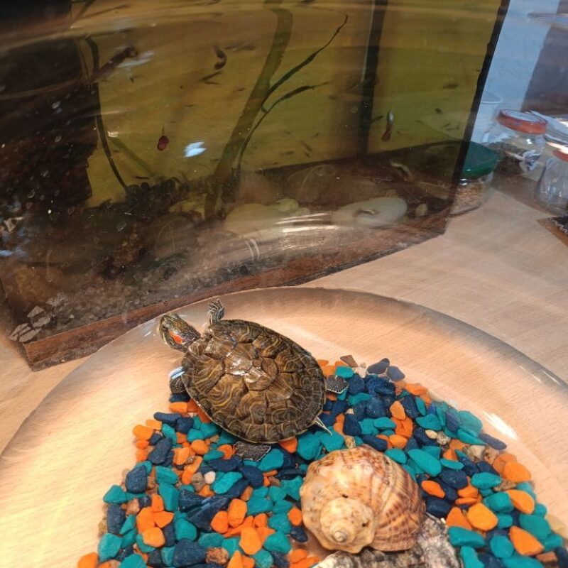 Спасли черепаху, которую смыли в унитаз, коммунальщики