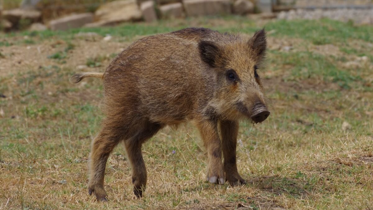 Слепой, но счастливый: волонтёры спасли из леса кабанёнка, и он стал всеобщим любимцем