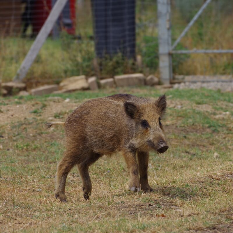 Спасли кабанёнка в Ставропольском крае волонтёры