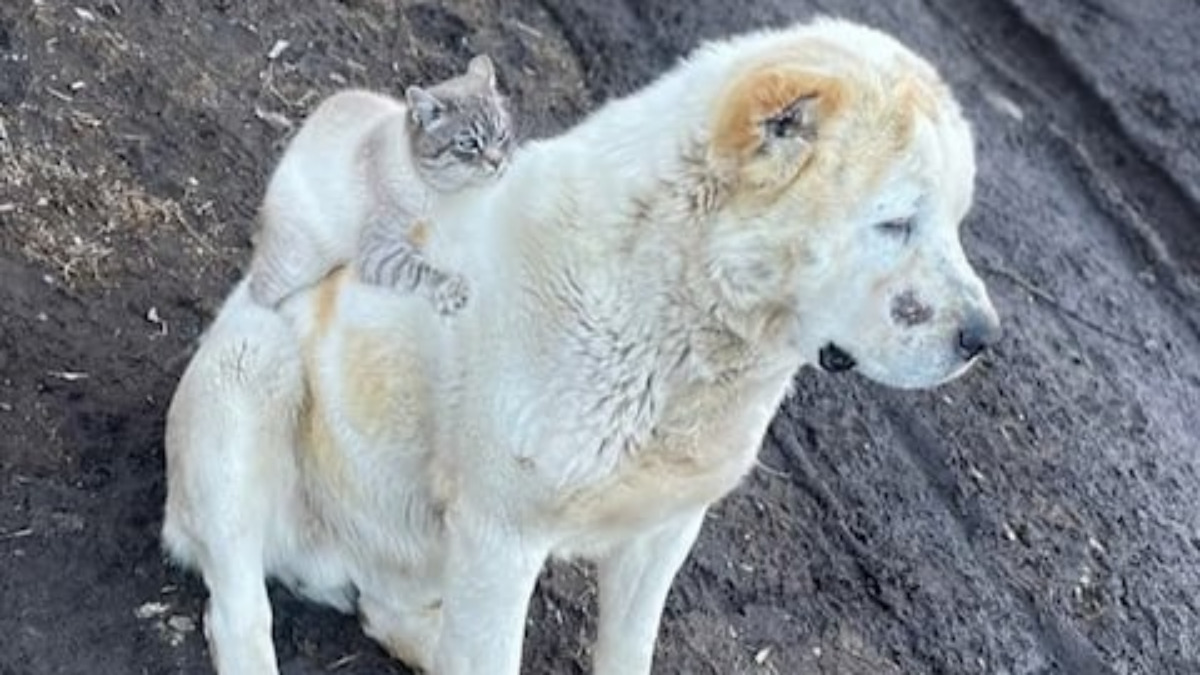 Милые истории о доброте, любви и дружбе из жизни: топ-20