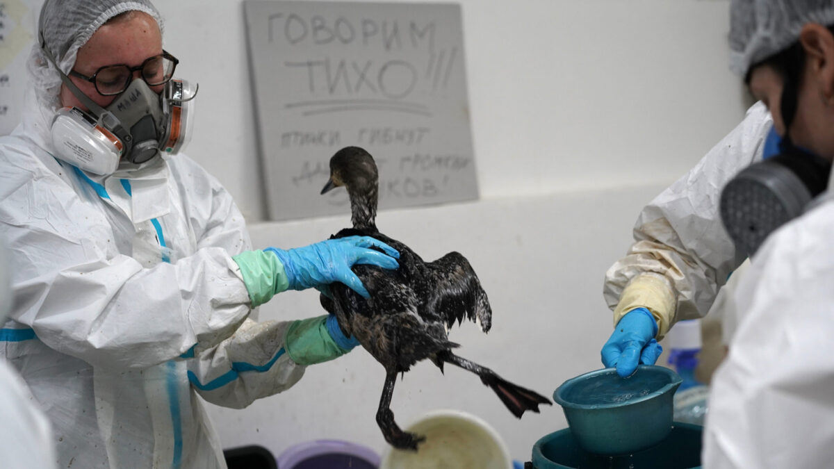 ЧС в Чёрном море: прошёл год с крушения танкеров