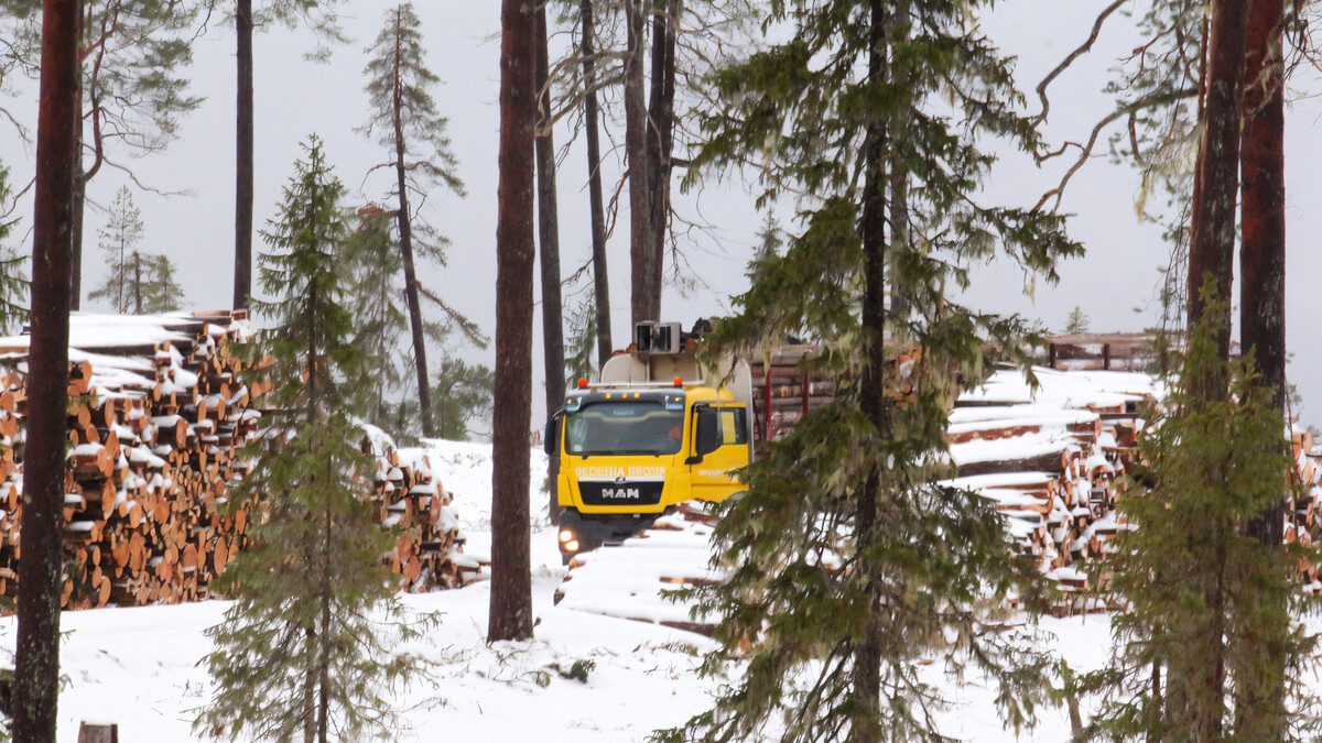 Вместо создания ООПТ в Карелии вырубают лес: экологи против