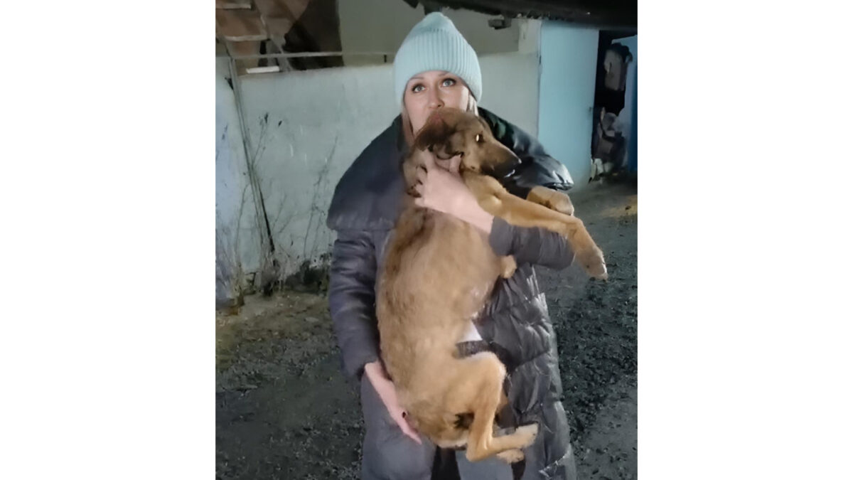 В приюте «Забытые сердца» нашли сотни погибших животных