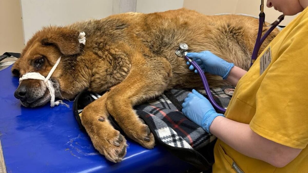 «Как решето…Мишка, держись»: ветеринары борются за жизнь десятилетнего пса с пулевыми ранениями