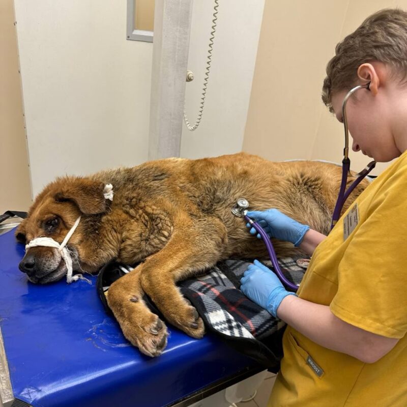 Спасают собаку с пулевыми ранениями в Санкт-Петербурге