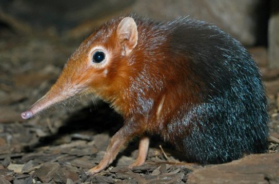 Sorex Daphaenodon: Распространение и особенности популяции в Курганской области
