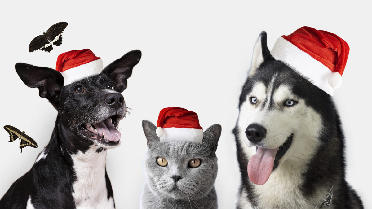 Внимание, праздник! Чем новогодняя атмосфера опасна для кошек и собак