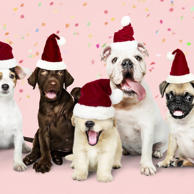 Как безопасно встретить Новый год с питомцем?