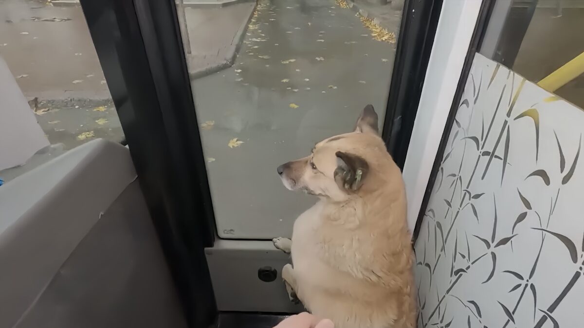 «Едет куда глаза глядят»: собака шесть лет путешествует с водителями троллейбусов по городу