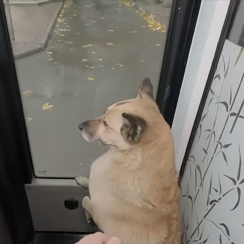 Собака-путешественница по кличке Маша живёт в Крыму