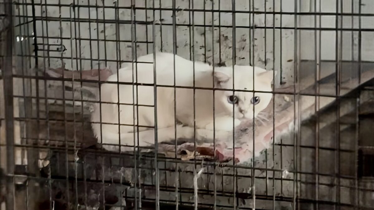 «Куда не зайди, везде кости»: владелица приюта для животных месяцами морила питомцев голодом