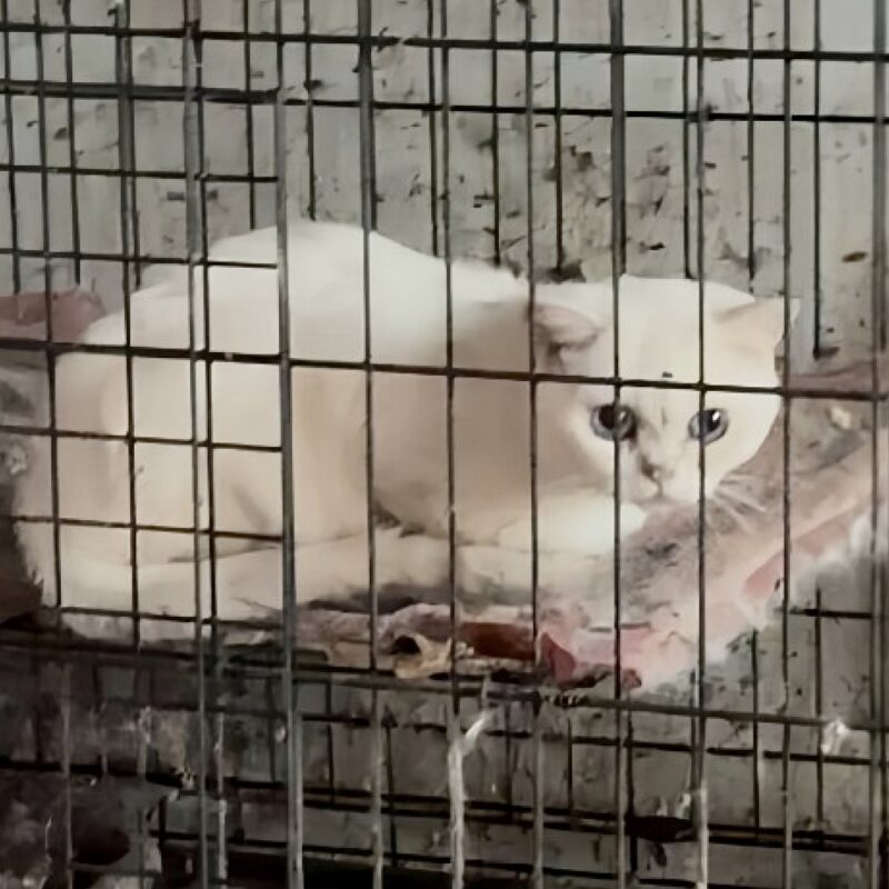 В приюте «Забытые сердца» нашли сотни погибших животных