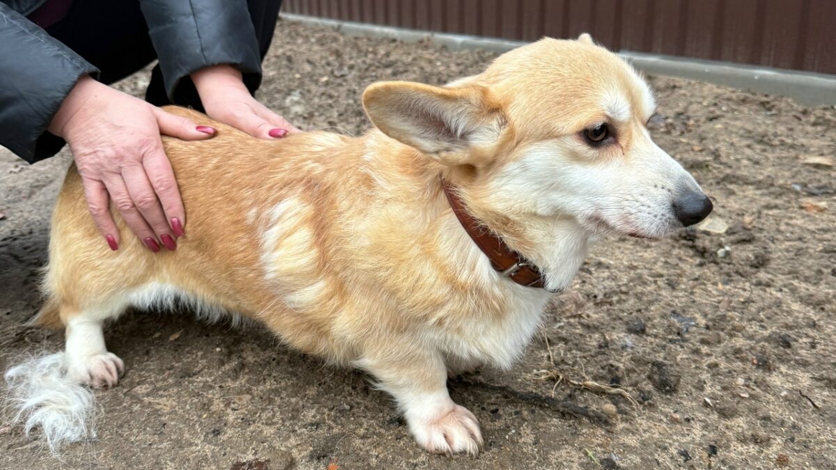 «Лежала среди пакетов»: горожане спасли корги, которую заводчики выбросили в помойку