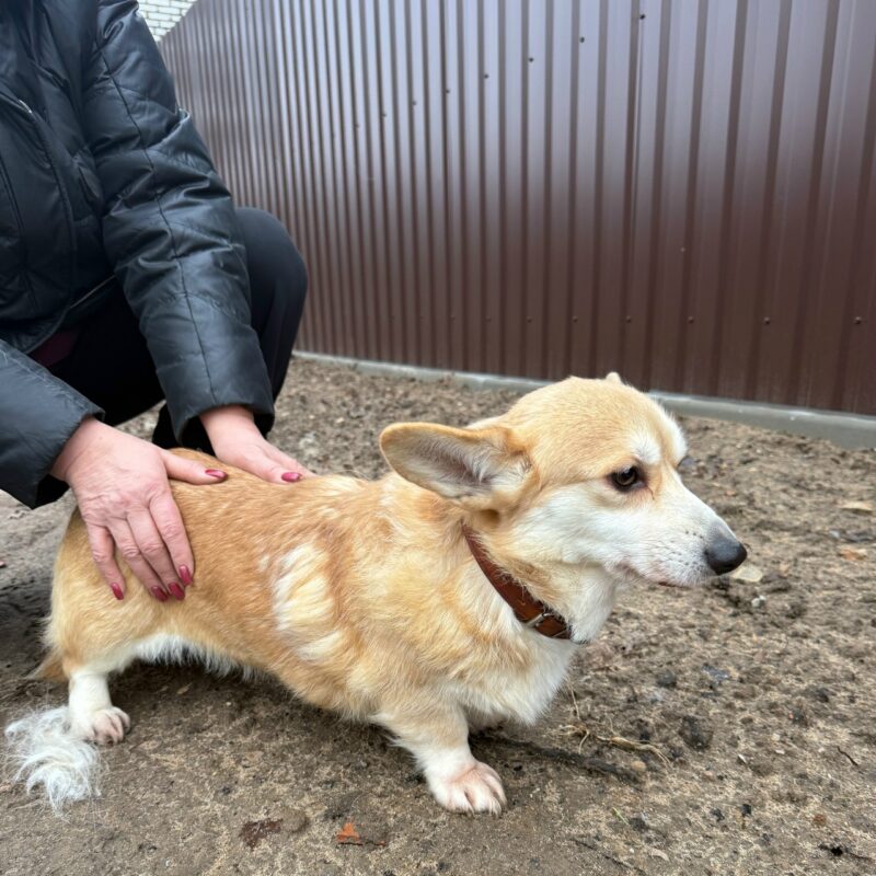 Спасли собаку корги из мусорки в Люберцах