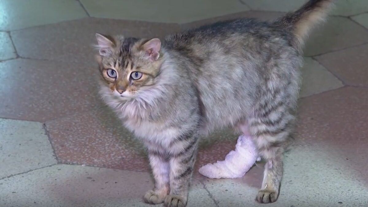 Спасли кота с раненой лапой и нашли ему хозяйку полицейские