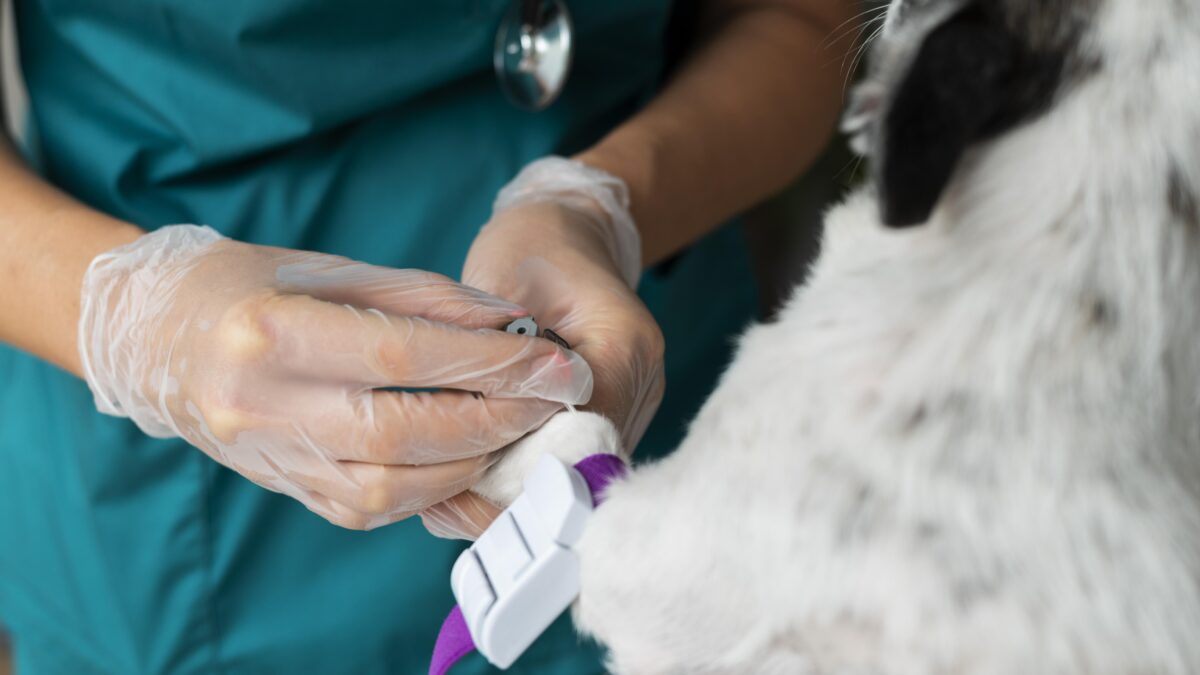 Кровь переливают «на глаз»: в России появятся единые стандарты донорской помощи животным