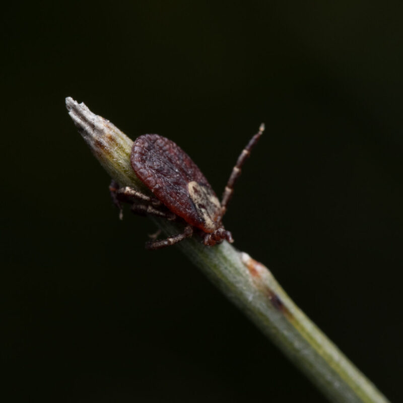 Купил ёлку – подцепи паразита: хвойные клещи атакуют россиян под Новый год