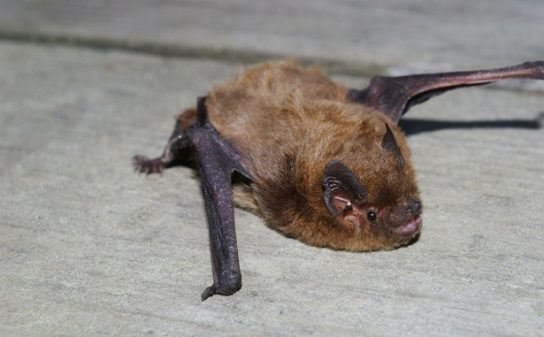 Pipistrellus nathusii в Курганской области: современное состояние и перспективы исследования