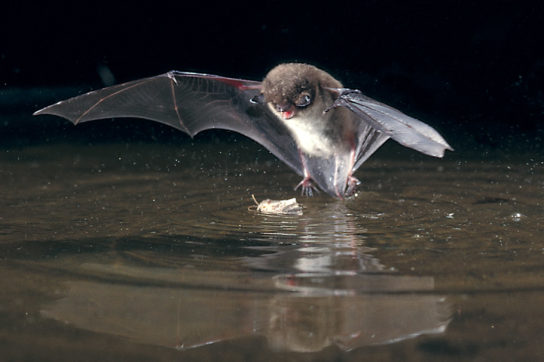 Myotis daubentonii в Курганской области: особенности распространения и экологии