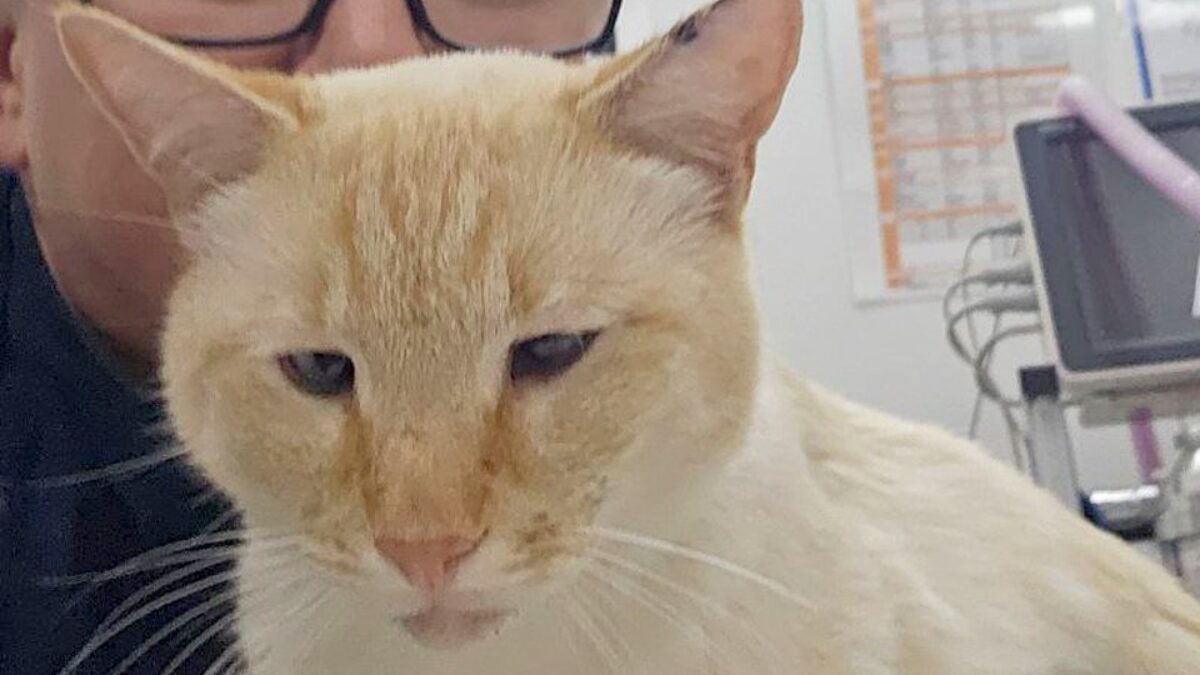 «Тимофей, ты обязан жить долго»: ветеринар три часа оперировали кота с пулевыми ранениями