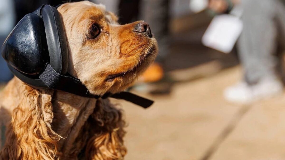 Милые истории о доброте, любви и дружбе из жизни: топ-20