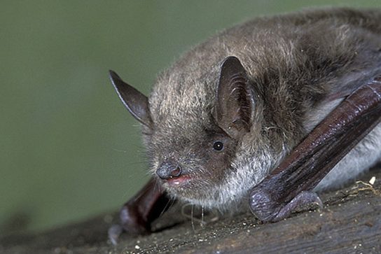 Myotis dasycneme в Курганской области: Распространение, экология и статус популяции
