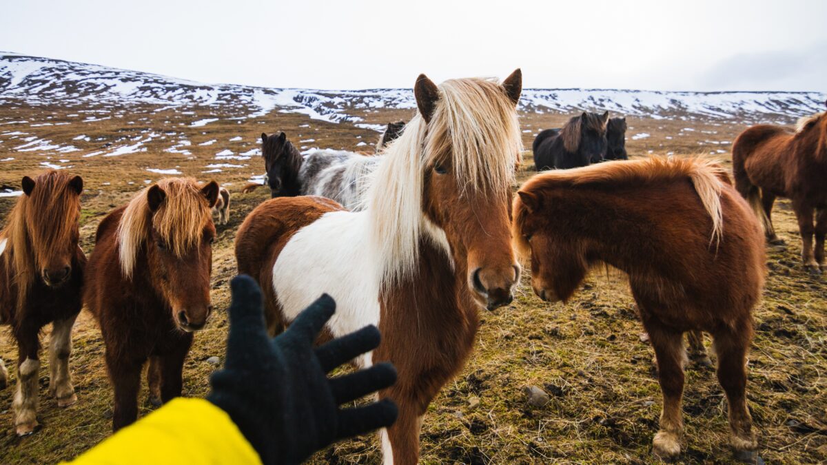 Степанов день: народные приметы на 9 января