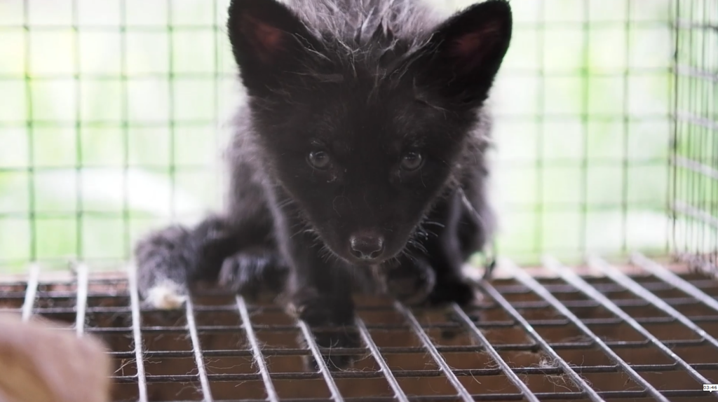 Как на зверофермах содержат животных, которых убивают ради меха – расследование зоозащитников