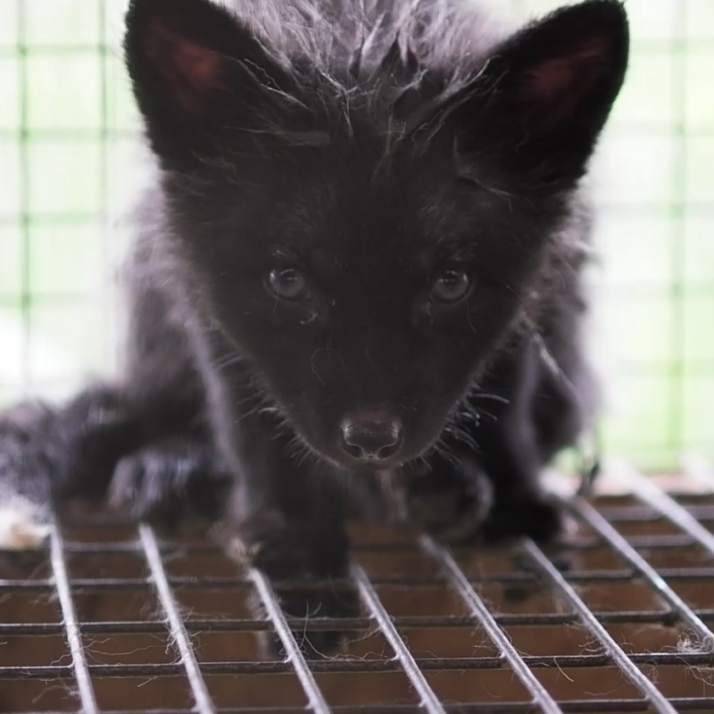 Как на зверофермах содержат животных, которых убивают ради меха – расследование зоозащитников