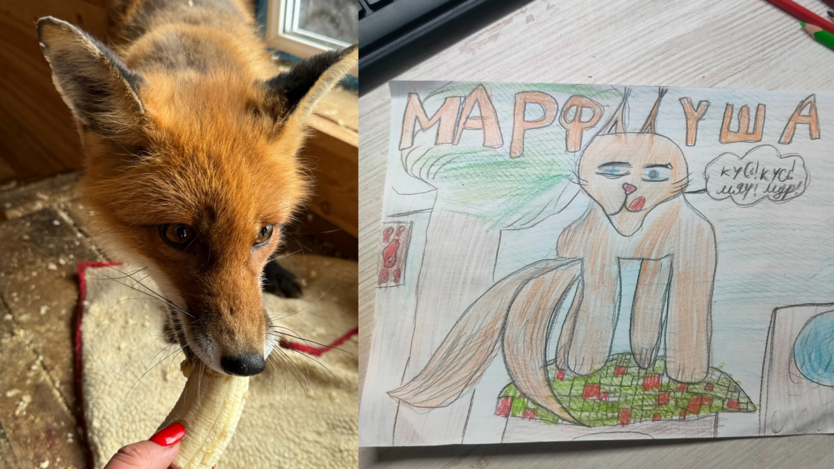 Спасает лисёнка с перебитыми ногами: фотограф из Мурманска