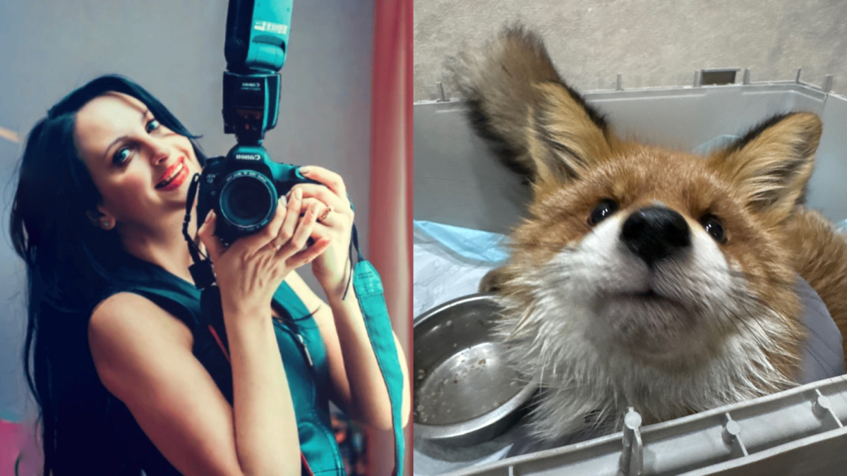 Спасает лисёнка с перебитыми ногами: фотограф из Мурманска