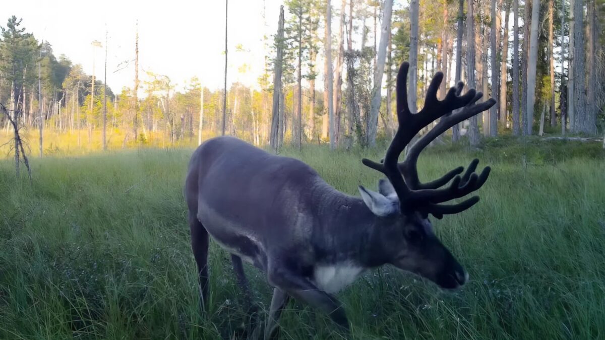Лесные северные олени исчезнут: экологи просят власти Карелии создать природоохранные территории