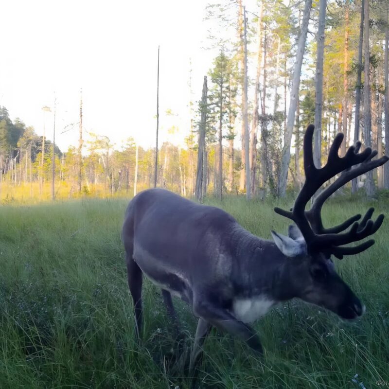 Лесные северные олени исчезнут: экологи просят власти Карелии создать природоохранные территории