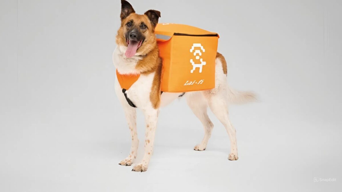 Бездомных собак сделают курьерами интернета в Екатеринбурге