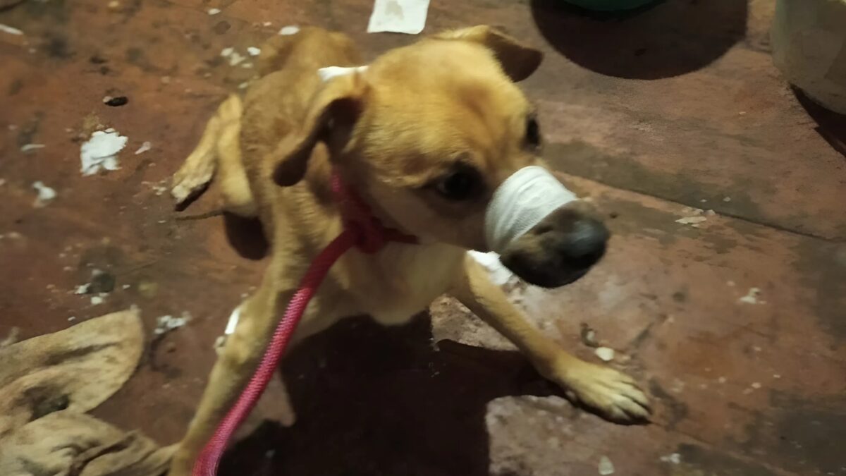 «Сначала лаяли, а после издавали только тихие звуки»: жители деревни спасли запертых в доме собак