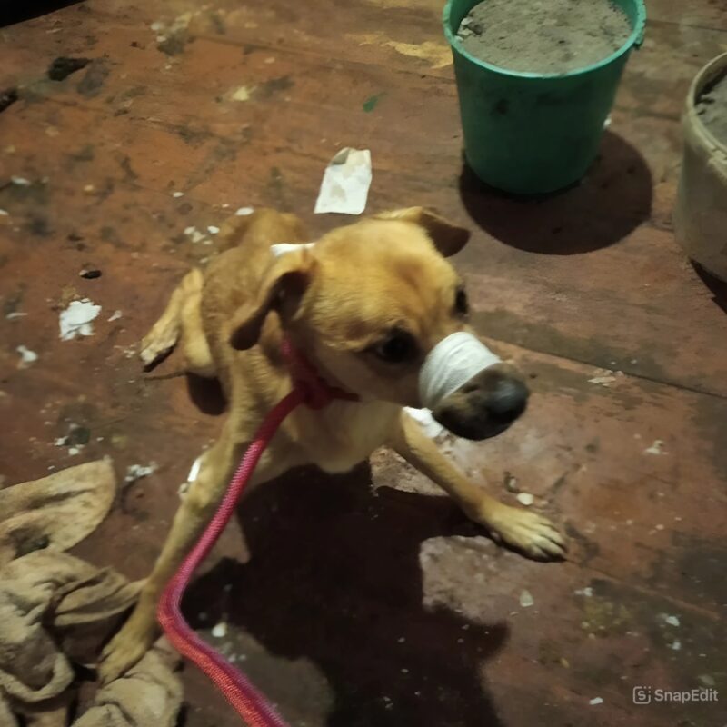 Спасли волонтёры собак из запертого на зиму дома в Костроме