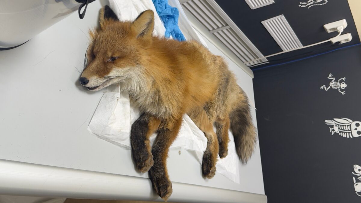 Спасает лисёнка с перебитыми ногами: фотограф из Мурманска