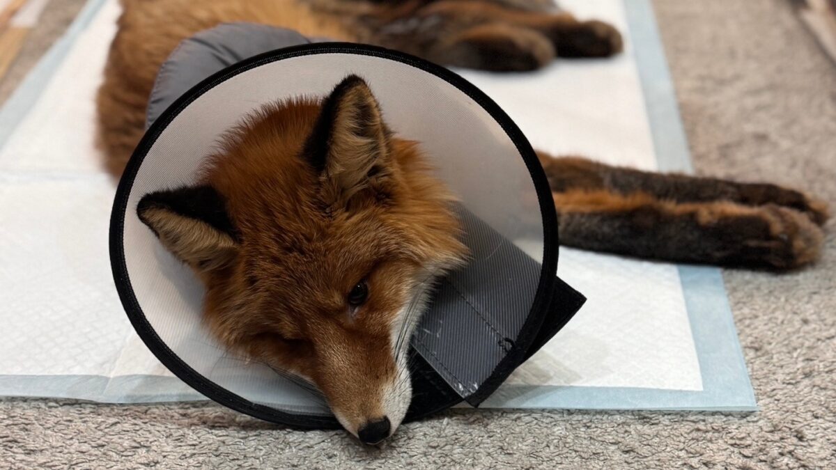 «Сёма никогда не вернётся в дикую природу»: фотограф-альтруист снова выхаживает сбитого лисёнка