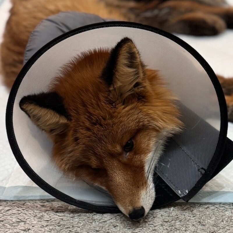 Спасает лисёнка с перебитыми ногами: фотограф из Мурманска