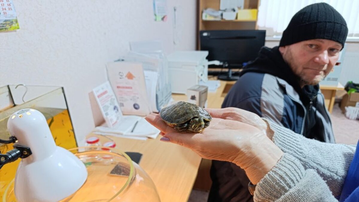 Спасли черепаху, которую смыли в унитаз, коммунальщики