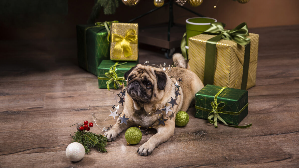 Новогоднее меню для собаки: как приготовить безопасный зооливье