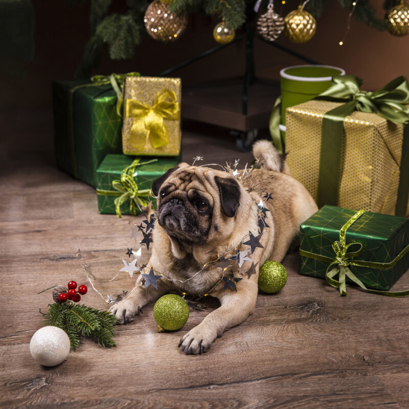 Новогоднее меню для собаки: как приготовить безопасный зооливье