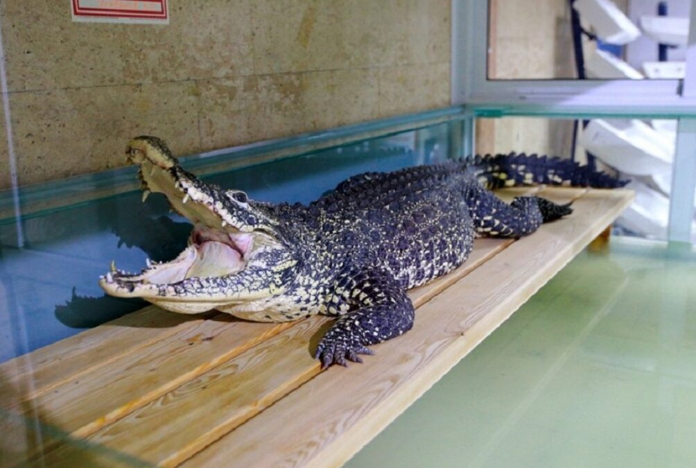 Спасают крокодила Кузю: он 24 года жил в магазине сантехники