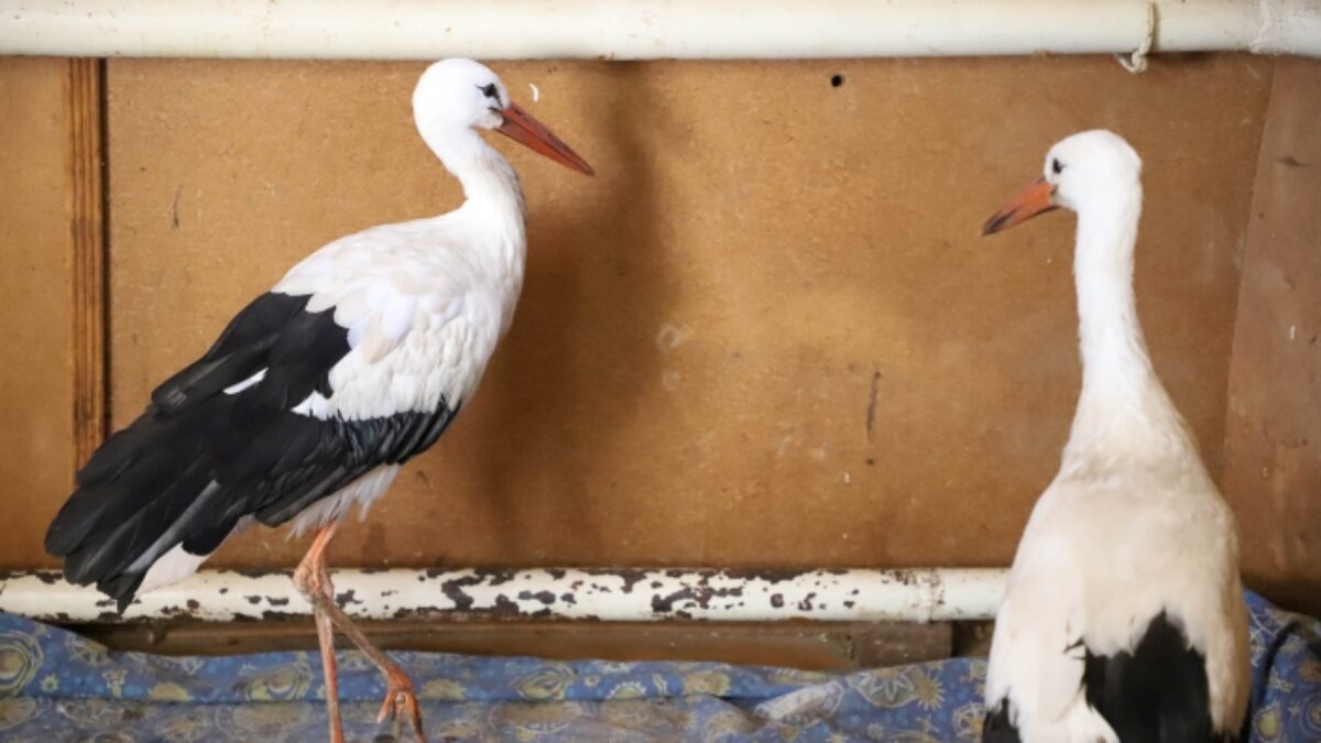 «С детства люблю этих птиц»: супруги приютили двух раненых аистов
