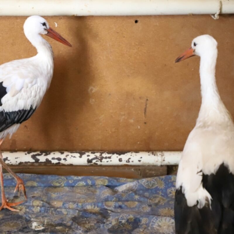 Пенсионеры спасли аистов и поселили у себя дома