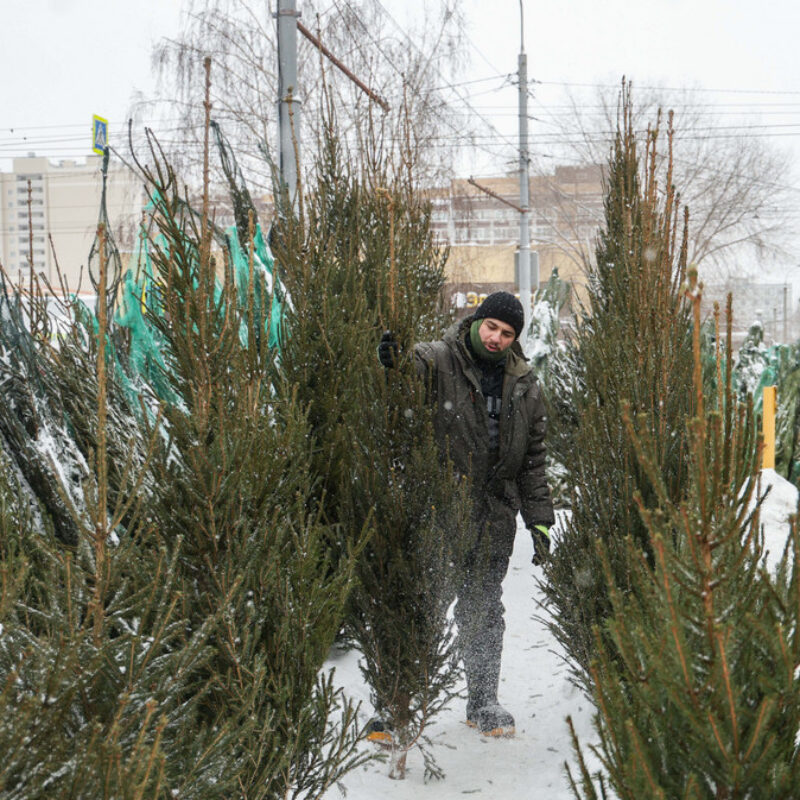 Как правильно утилизировать новогоднюю ёлку? Опубликована карта с пунктами приёма в 175 городах