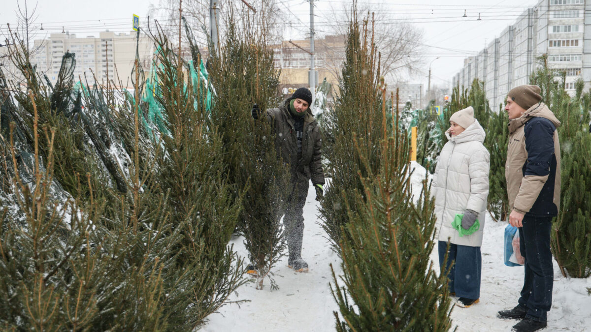 Как правильно утилизировать новогоднюю ёлку? Опубликована карта с пунктами приёма в 175 городах