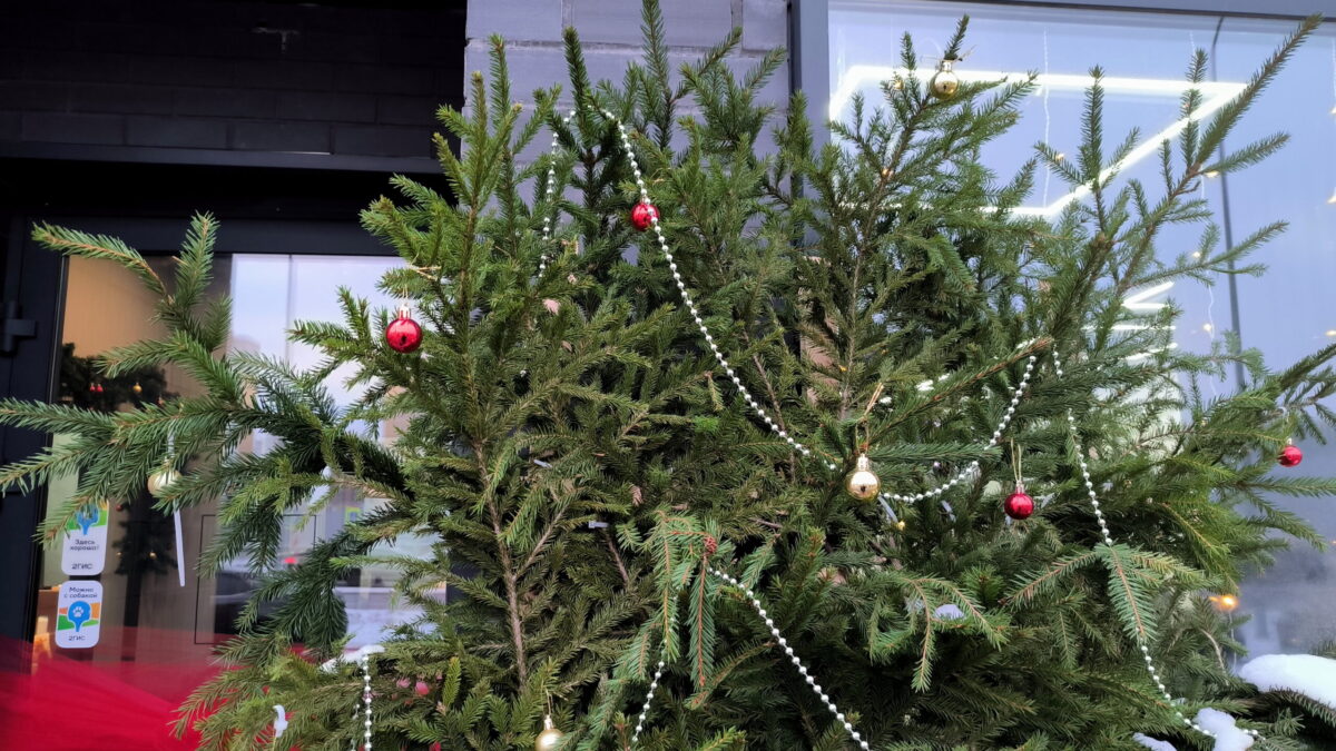 Куда сдать ёлку на переработку и что с ней будет? Как быть с искусственной? Инструкция